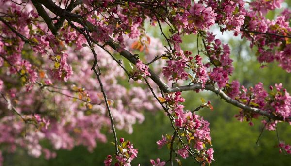 Canada, Ontario, Ottawa Cherry blossoms